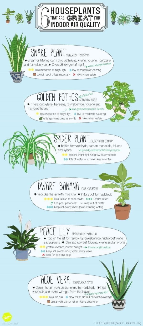 Choosing Indoor Houseplants Cheat Sheet 