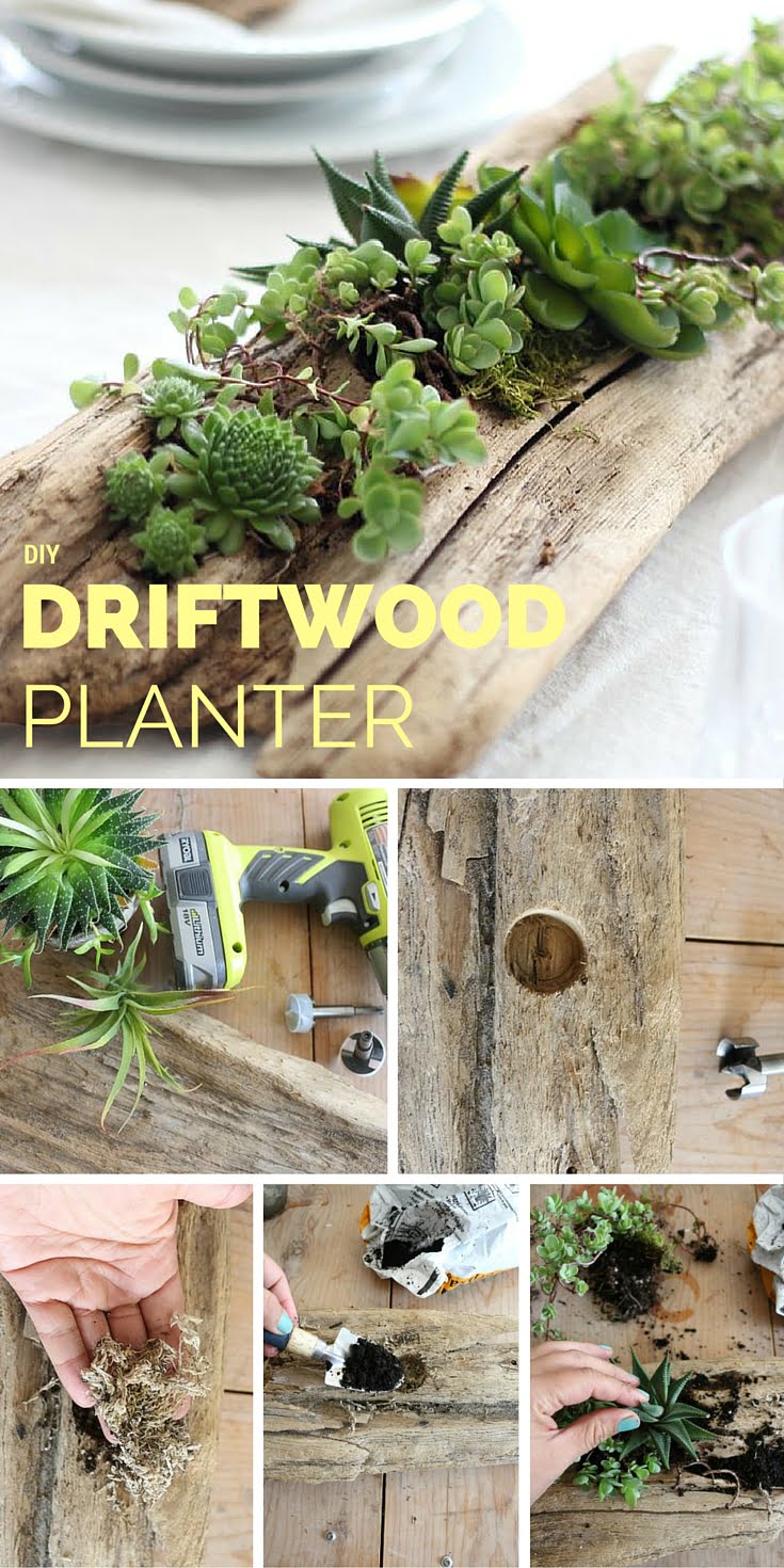 Check out the tutorial: DIY Driftwood Planter #DIY #homedecor #crafts