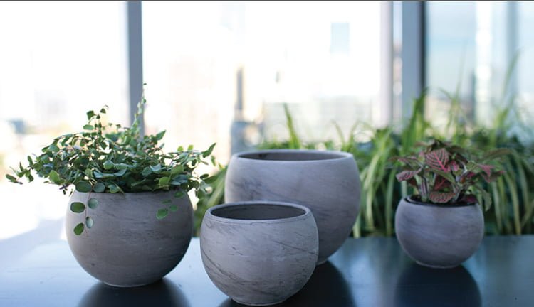 Source: www.gardenology.com