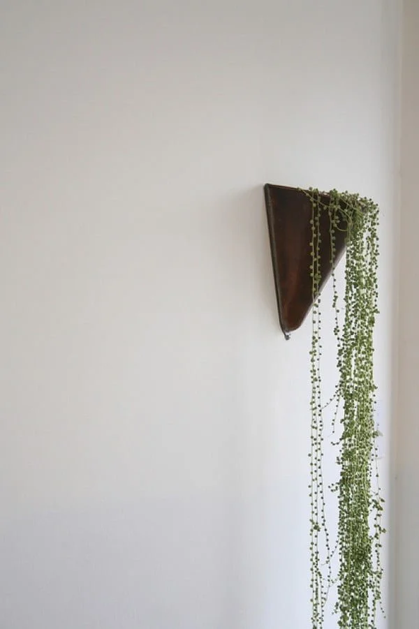 Lovely wall mounted vine planter