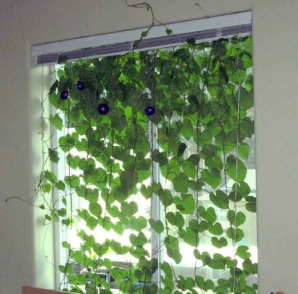 Brilliant idea for an indoor vine curtain