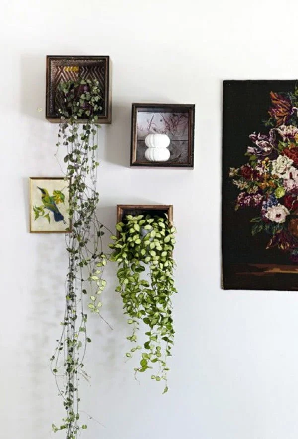 Love the idea for picture frame indoor vine planters