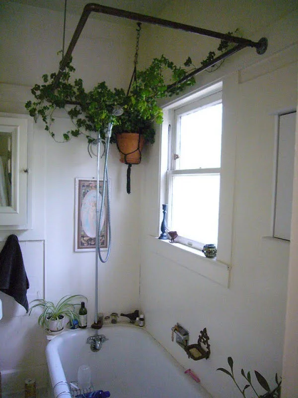 Love the idea to use the shower curtain rod as a trellis for indoor vine