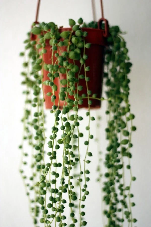 Find creative ways how to decorate your home with indoor vines