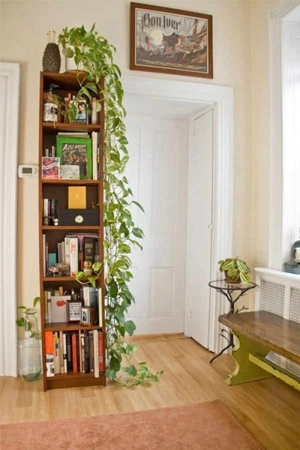 Nice idea to decorate a bookshelf with a vine plant