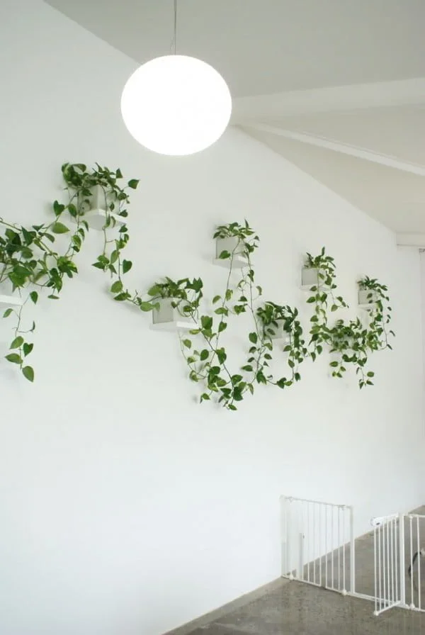 Create nice wall decoration patterns with suspended indoor vine wall planters