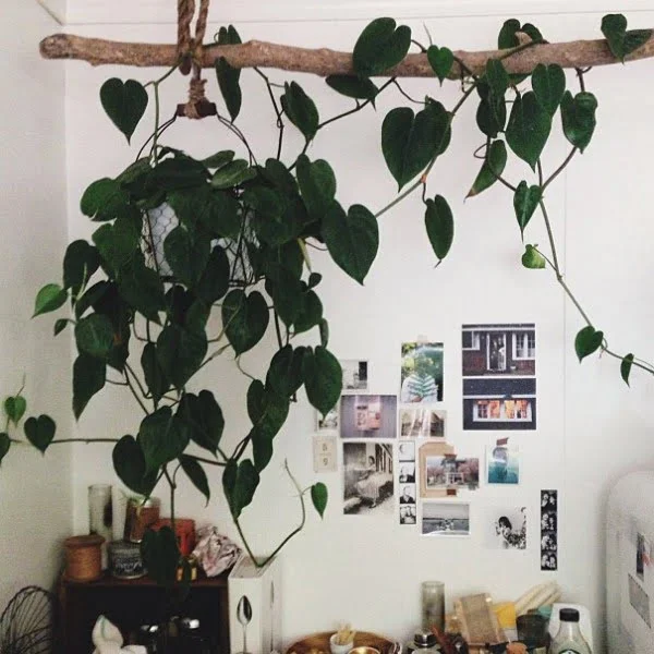 Love this rustic idea to decorate with indoor vine