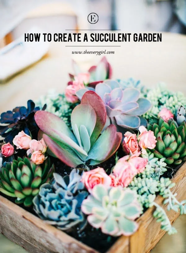 Check out how to create a DIY succulent garden