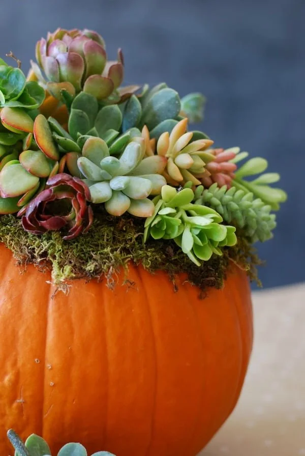 How to make a  pumpkin succulent planter centerpiece 