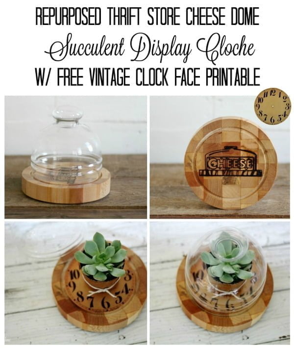 How to make a DIY succulent display 