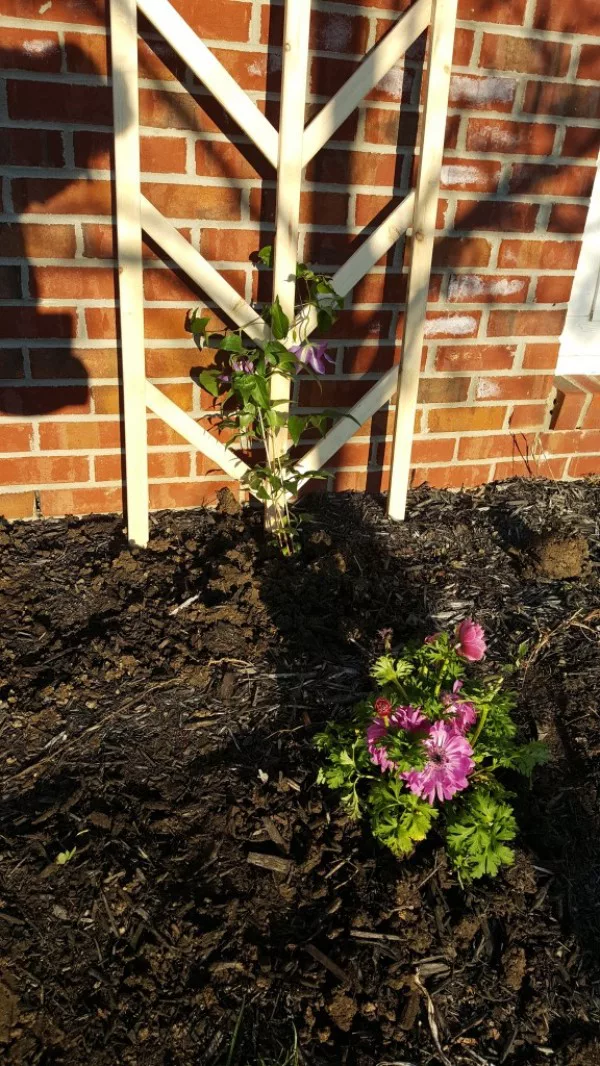 trellis for your backyard