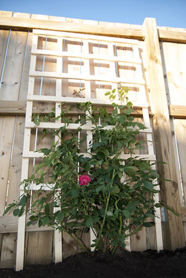 20 Easy DIY Trellis Projects to Really Prop Up Your Garden