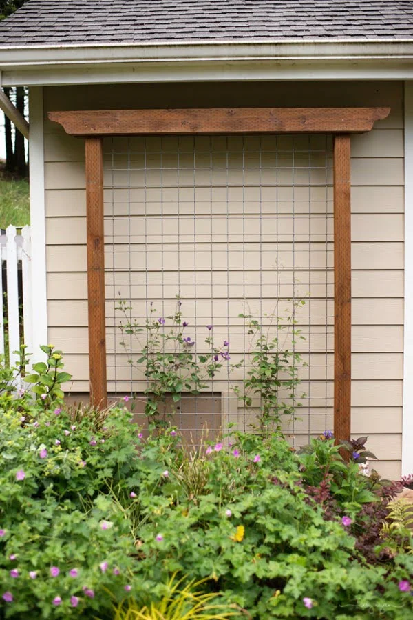 trellis from cattle fencing