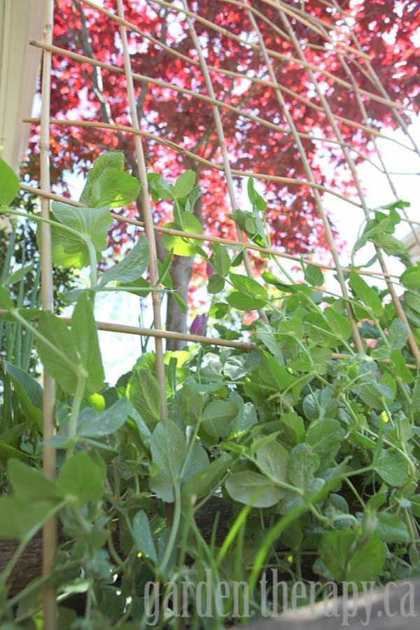 20 Easy DIY Trellis Projects to Really Prop Up Your Garden