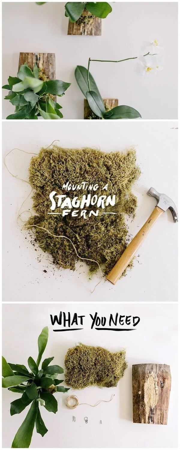 How to mount a staghorn fern for wall hanging in style