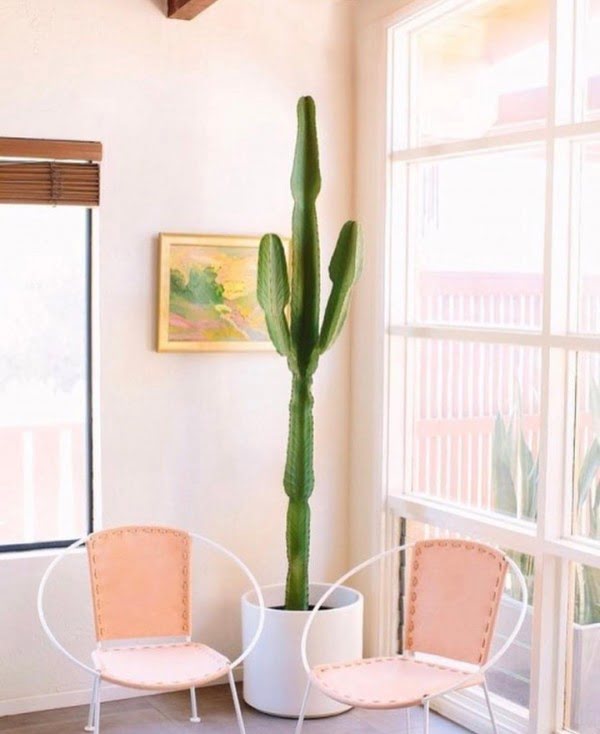 California chic decor idea with cactus plant. Love it!