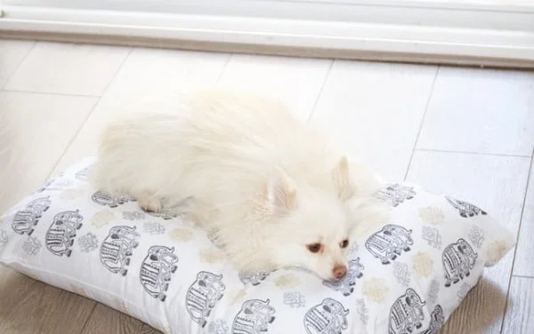 Custom Fabric  Dog Bed