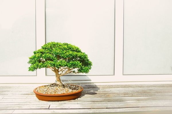 japanese decor bonsai