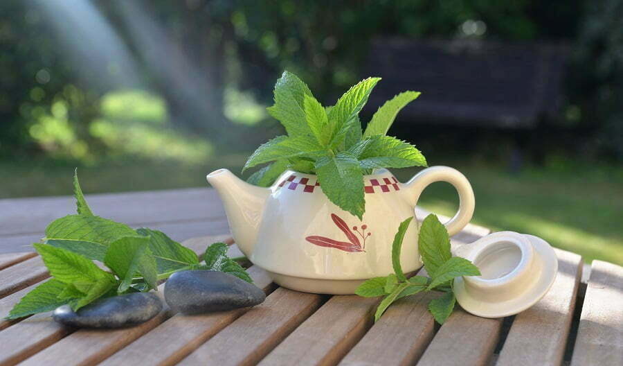 teapot planter