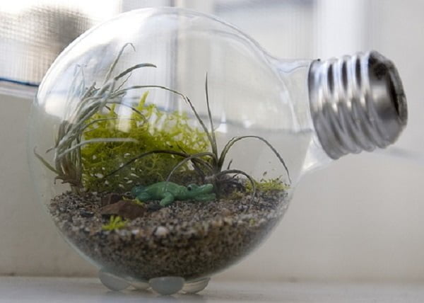 Tiny  Succulent Terrarium in a Lightbulb 