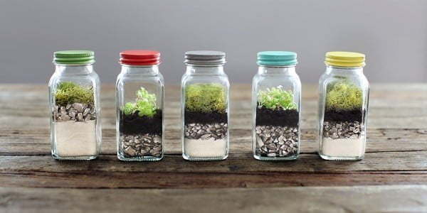  Spice Jar Succulent Terrariums 