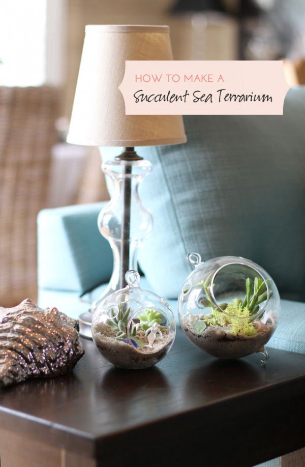  Succulent Sea Terrarium 