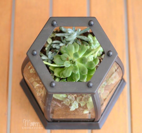 DIY Patio Tabletop Succulent Terrarium 