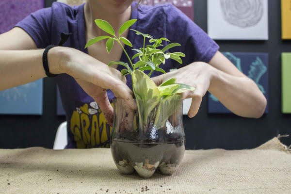 DIY Recycled Soda Bottle Succulent Terrarium 