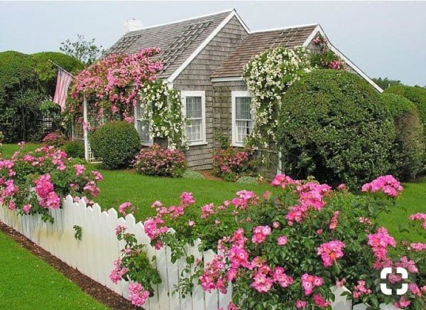 Overgrown White Picket Fence 