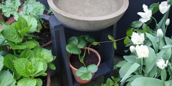Bird Bath and Stool • Franklyn + Vincent