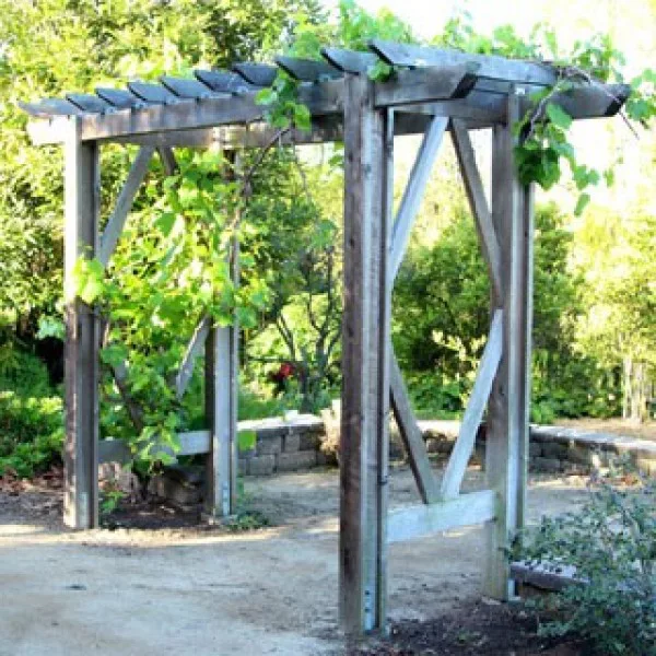 DIY Grape Arbor ( Simple DIY Pergola ): Free Building Plan   