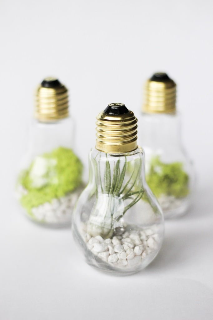 Light Bulb Terrarium