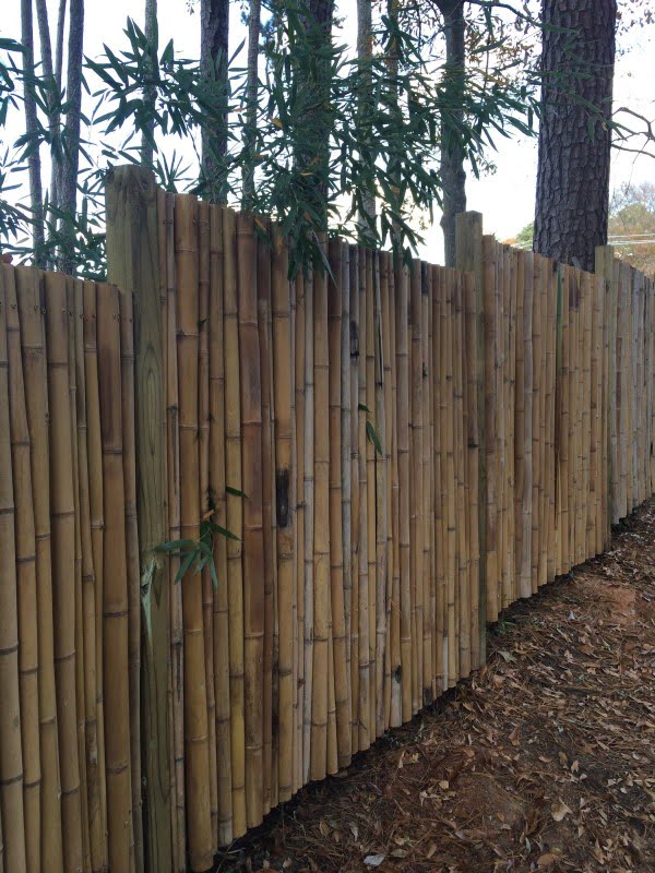 Bamboo Fence    