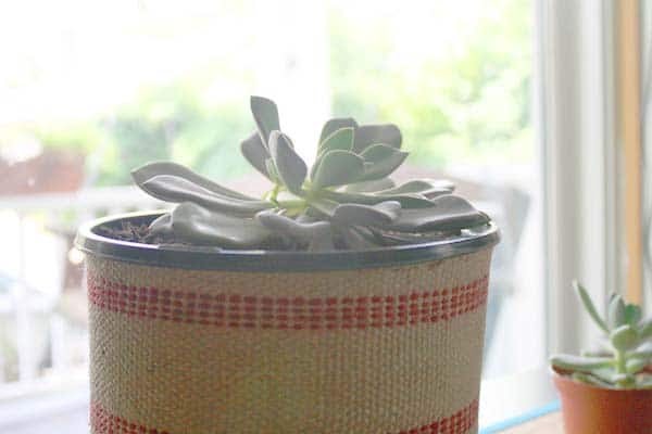 DIY Succulent Planter