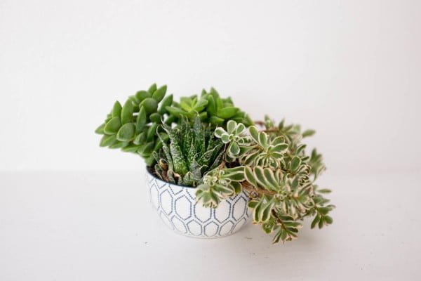 How to plant a succulent container garden in a bowl