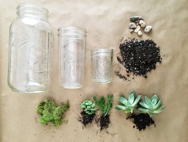 Succulent Plants in Mason Jars: How to Make a Perfect Hostess Gift