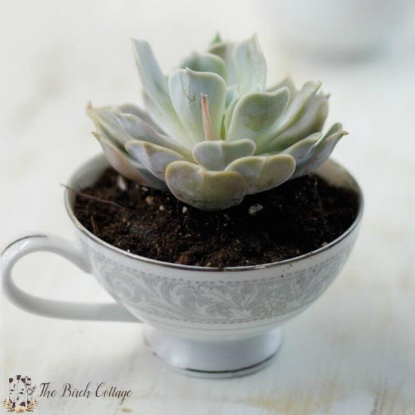 Succulent Planter from Repurposed China: An Easy DIY Gift Idea