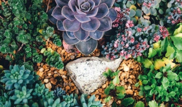DIY Indoor Succulent Garden