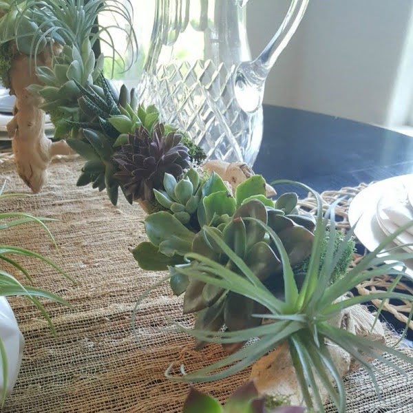 Succulent DIY Driftwood Planter
