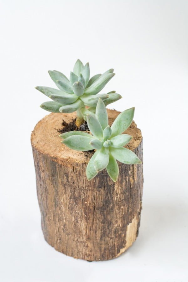 DIY: Tree Branch Planter for Succulents ⋆ Design Mom