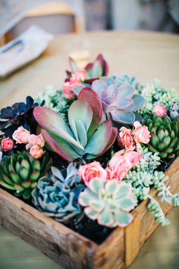 How to Create a Succulent Garden
