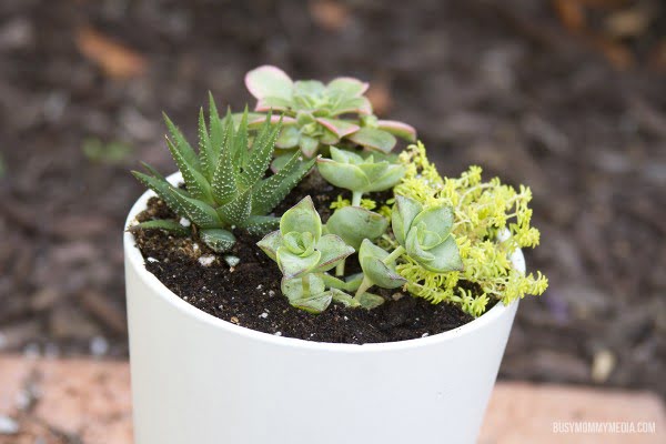 DIY Succulent Planter for Kids