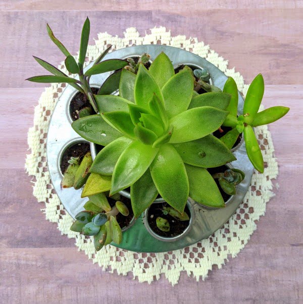 Upcycled DIY Succulent Planter Idea