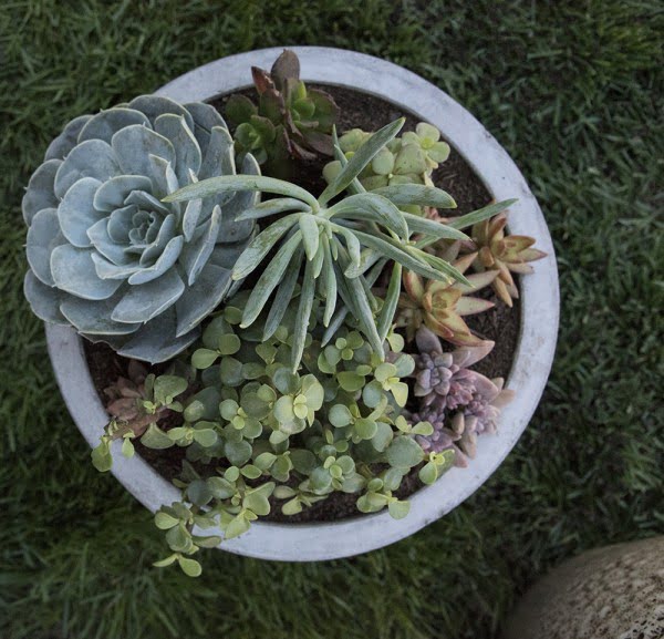 Outdoor Succulent Planter DIY