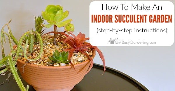 How To Make An Indoor Succulent Garden (Step-By-Step Instructions)