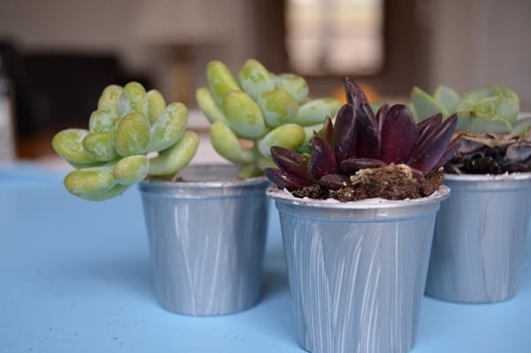 How to Turn Your K-Cups Into Pots for Your Succulents