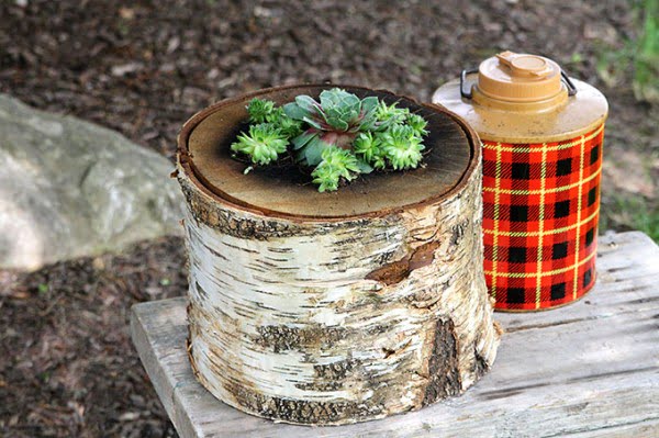 How To Make A Succulent Log Planter: Lumberjack Not Required
