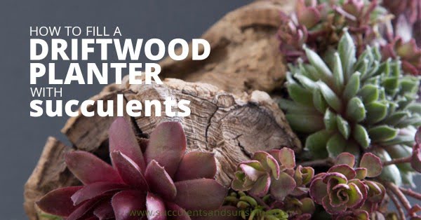 DIY Driftwood Planter Filled with Succulents