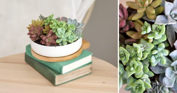 Grow a Rainbow: DIY Succulent Planter -
