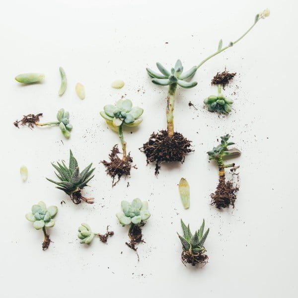 DIY a Sweet Wooden Succulent Planter!